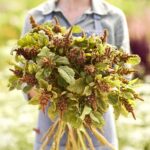 Amaranthus Seeds - Hot Biscuits - Image 5