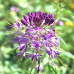 Rocky Mountain Beeplant (Wild Cleome) - Image 5
