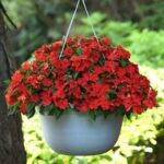 Impatiens Seeds - Beacon Bright Red - Image 5