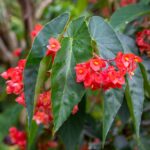 Begonia Seeds - Dragon Wing Red - Image 5