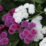 Ageratum Seeds - Dondo White - Image 5