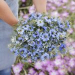 Love in a Mist Seeds - Blue - Image 5