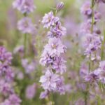 Larkspur Seeds - Misty Lavender - Image 5