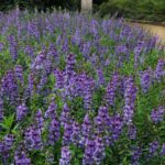 Angelonia Seeds - Serena Blue - Image 5