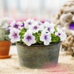 Petunia Seeds - Silver Blue - Image 5