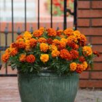 French Marigold Seeds - Fireball - Image 5