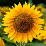 Sunflower Seeds (Organic) - Mammoth Grey-Stripe - Image 5