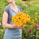 Zinnia Seeds - Oklahoma Golden Yellow - Image 5