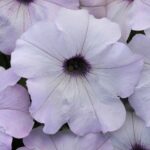 Petunia Seeds - Easy Wave Silver - Image 5