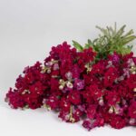 Snapdragon Seeds - Madame Butterfly Red - Image 5