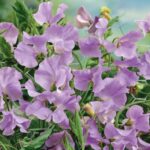 Sweet Pea Seeds - Royal Lavender - Image 5
