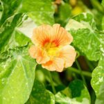 Nasturtium Seeds - Alaska Salmon - Image 5