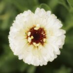 Calendula Seeds - Ivory Princess - Image 5