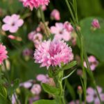 Cornflower / Bachelor Button Seeds - Tall Pink - Image 5