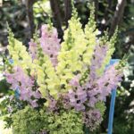 Snapdragon Seeds - Legend Light Pink - Image 5