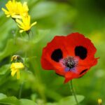 Poppy Seeds - Lady Bird - Image 5