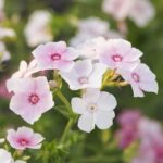 Annual Phlox Seeds - Blushing Bride - Image 5