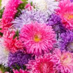 China Aster Seeds - Giants of California - Image 5