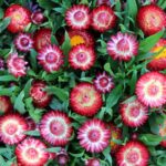 Strawflower Seeds - Purple Red - Image 5