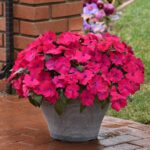 Impatiens Seeds - Solarscape Magenta Bliss - Image 5