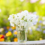 Sweet Pea Seeds - Royal White - Image 5