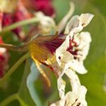 Nasturtium Seeds - Bloody Mary - Image 5