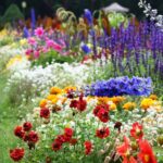 Sweet Alyssum Seeds - Tall White - Image 5