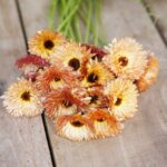 Calendula Seeds - Orange Flash - Image 5