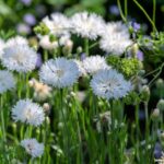 Cornflower / Bachelor Button Seeds - Tall White - Image 5