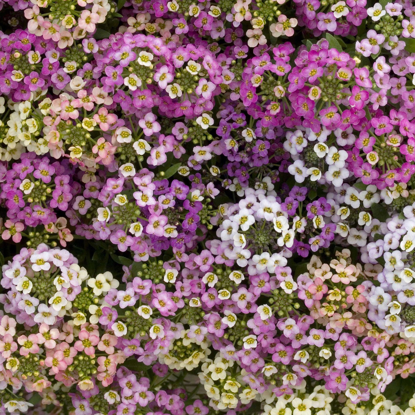 alyssum-seeds-paletta-mix-0 Alyssum Seeds - Paletta Mix - Image 1
