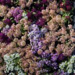 Alyssum Seeds - Paletta Mix - Image 2