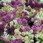 Alyssum Seeds - Paletta Mix - Image 3