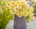Bouquet of cut pale yellow Ivory Princess calendula flowers in a gray enamel jug