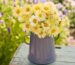Bouquet of cut pale yellow Ivory Princess calendula flowers in a gray enamel jug