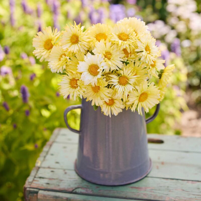 Bouquet of cut pale yellow Ivory Princess calendula flowers in a gray enamel jug