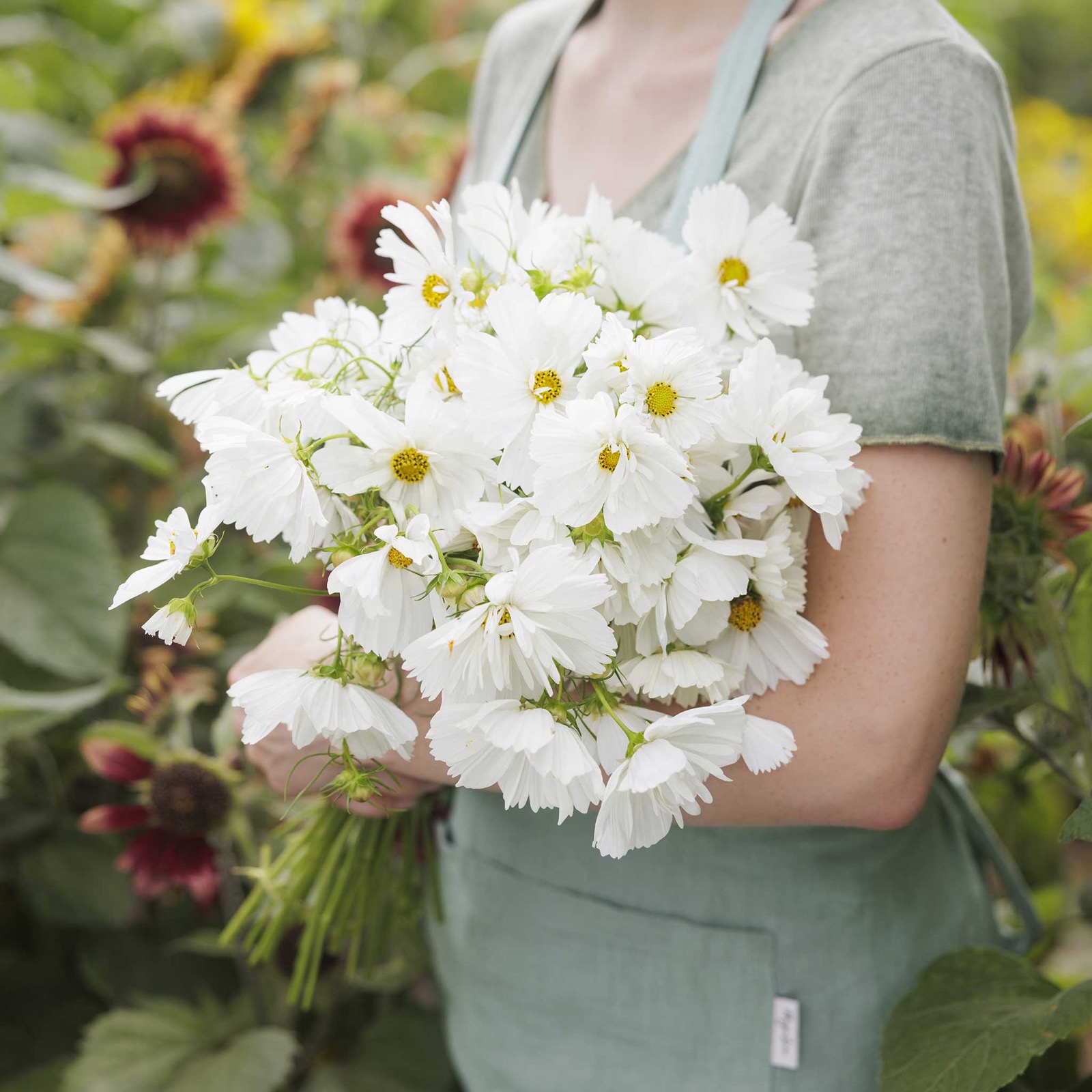 cosmos-seeds-psyche-white-0 Cosmos Seeds - Psyche White - Image 1
