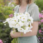 Cosmos Seeds - Psyche White - Image 3
