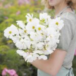 Cosmos Seeds - Psyche White - Image 4