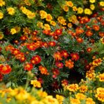 French Marigold Seeds - Pygmy Red