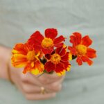 French Marigold Seeds - Pygmy Red - Image 2