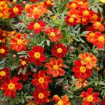 French Marigold Seeds - Pygmy Red - Image 3