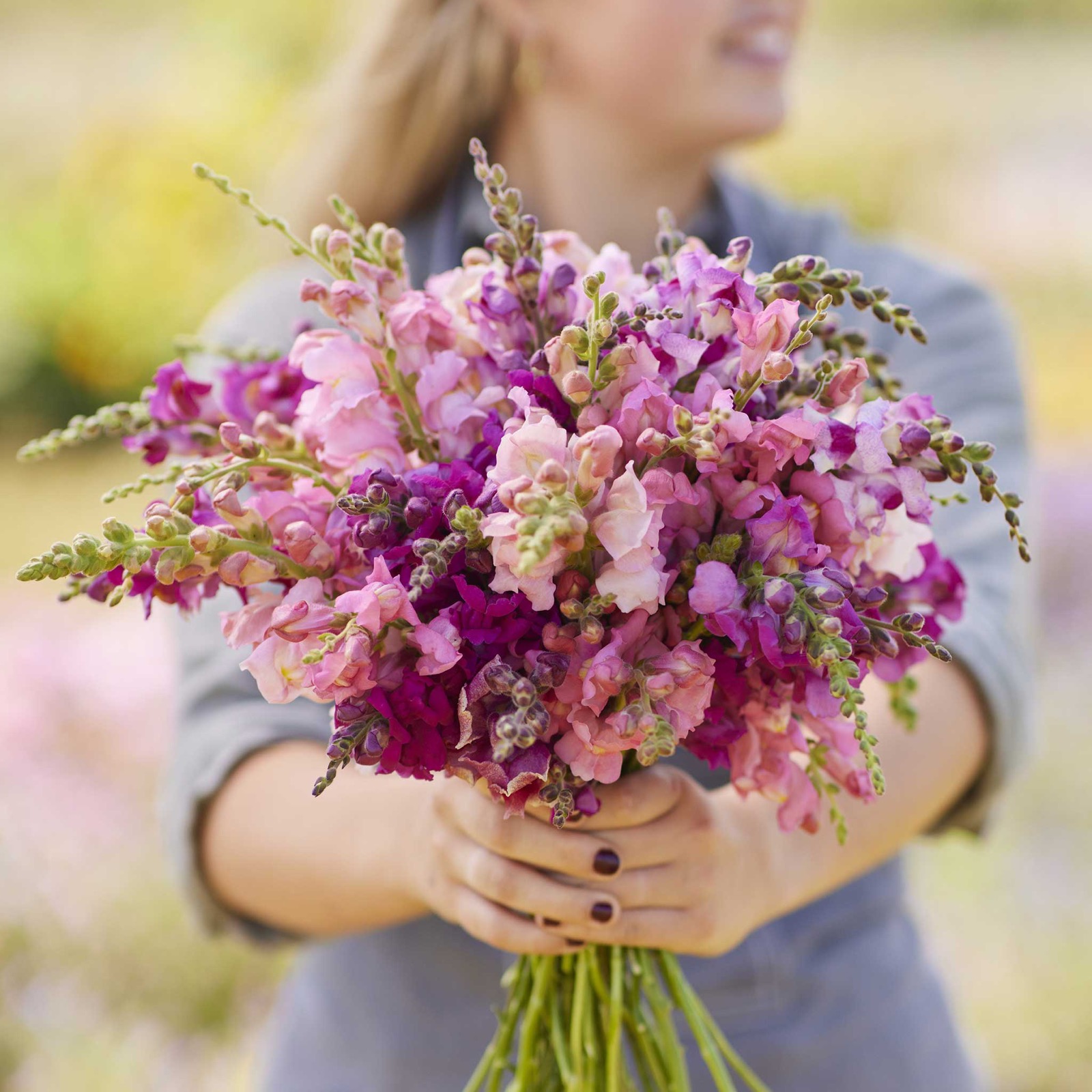snapdragon-seeds-pink-mix-cool-snap-0 Snapdragon Seeds - Pink Mix F1 Cool Snap - Image 1