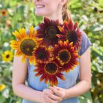 Sunflower Seeds - Ruby