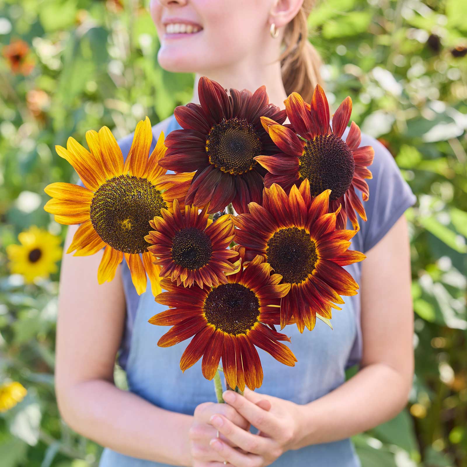sunflower-seeds-ruby-0 Sunflower Seeds - Ruby - Image 1