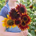 Sunflower Seeds - Ruby - Image 2