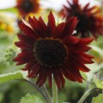 Sunflower Seeds - Ruby - Image 3