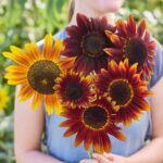 Sunflower Seeds - Ruby - Image 4