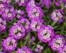 Dense mounds of deep purple Royal Carpet sweet alyssum flowers with tiny white and yellow centers