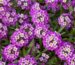Dense mounds of deep purple Royal Carpet sweet alyssum flowers with tiny white and yellow centers